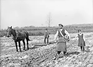 Ploughed: Fiddle Sowing and Harrowing