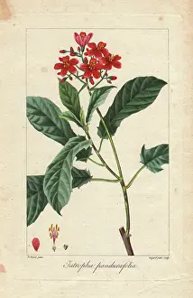 Bessa: Fiddlehead jatropha, Jatropha pandurifolia
