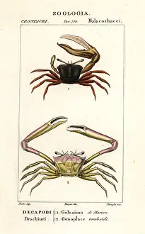 Angular: Fiddler crab and angular crab