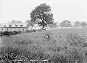 Flax: A Field of Bell and Boll, Co. Antrim