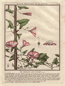 Bindweed: Field bindweed, Convolvulus arvensis