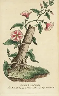 Bindweed: Field bindweed, Convolvulus arvensis