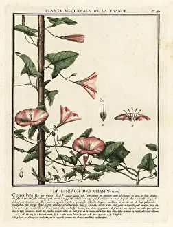 Plante Medicinale De La France: Field bindweed, Convolvulus arvensis
