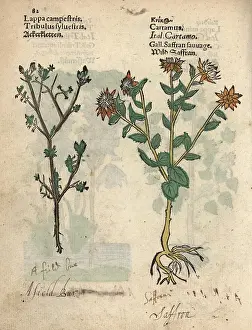 Carthamus: Field bur, Tribulus sylvestris, and safflower