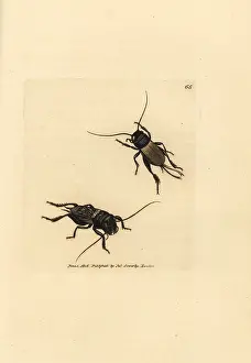 Gryllus: Field cricket, Gryllus campestris