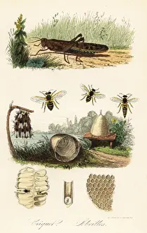 Honeycomb: Field cricket and honey bee