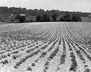 Furrows: FIELD OF CROPS