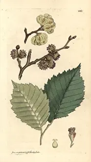 Ulmus: Field elm, Ulmus minor