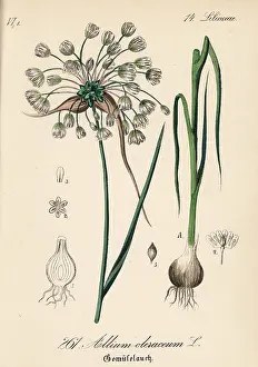 Garlic: Field garlic, Allium oleraceum