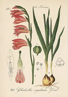 Segetum: Field gladiolus, Gladiolus italicus