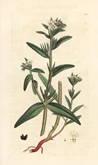 Arvense: Field gromwell, Buglossoides arvensis