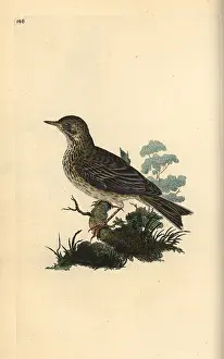 Alauda: Field lark, Alauda minor (or Tree pipit, Anthus trivialis)