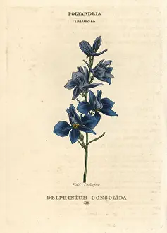 Regalis: Field larkspur, Consolida regalis