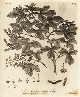 Arborist: Field maple, Acer campestre