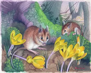 Crocuses: Two Field Mice with Crocuses
