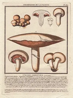 Edulis: Field mushroom, Agaricus campestris, Agaricus edulis
