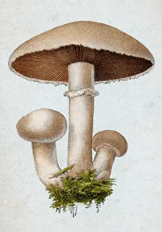 Agaricus: Field Mushroom, Agaricus campestris