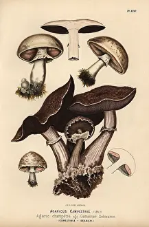 Agaricus: Field mushroom, Agaricus campestris, edible