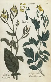 Sinapis: Field mustard, Sinapis arvensis, and white