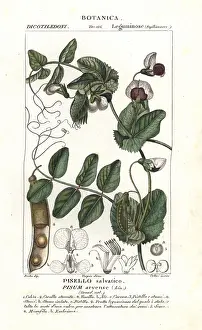 Pisum: Field pea, Pisum arvense