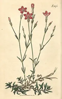 Campestris: Field pink, Dianthus campestris