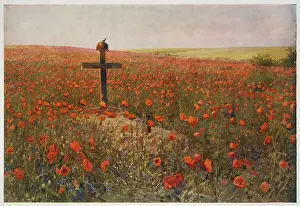 Poignant: FIELD OF POPPIES