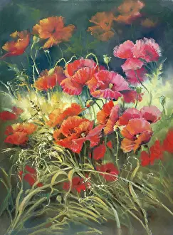 Caryl: Field Poppies