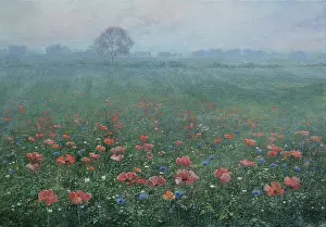 Cornflowers: Field of Poppies