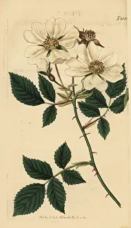 Arvensis: Field rose, Rosa arvensis