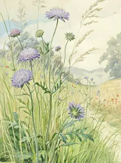 Scabious: Field Scabious growing in a landscape