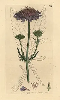 Scabiosa: Field scabious, Knautia arvensis