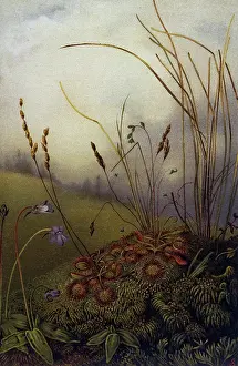 Sundew: FIELD SCENERY