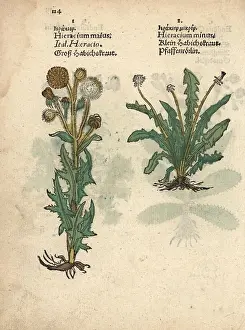 Minus: Field sow-thistle, Sonchus arvensis, and mouse-ear