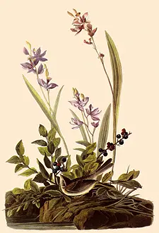 Sparrow: Field Sparrow