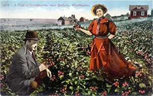 Spokane: A FIELD OF STRAWBERRIES