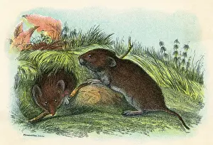 Vole: FIELD VOLE