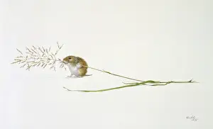 Lilly: Field Vole carrying grass in flower
