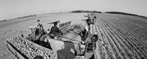 Potato: Field Work