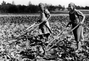 Plow: Field workers of the BDM, 1940