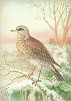 Fieldfare: Fieldfare