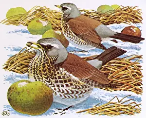 Fieldfare: FIELDFARE