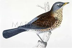 Fieldfare: FIELDFARE (MORRIS)