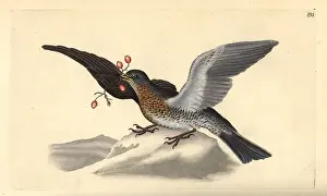 Fieldfare: Fieldfare, Turdus pilaris