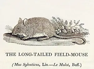 Sylvaticus: Fieldmouse (Bewick)