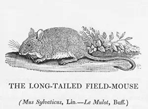 Sylvaticus: Fieldmouse (Bewick)