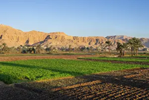 Furrow: Fields, Al Qarnah, Luxor, Egypt