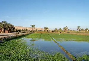Alluvial: Fields, Al Qarnah, Luxor, Egypt