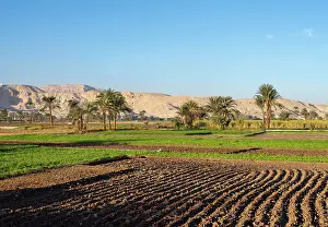 Furrow: Fields, Al Qarnah, Luxor, Egypt