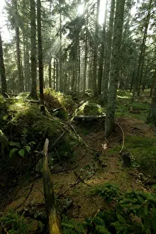 Faux: Fields of Battle