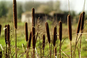 Aubers: Fields of Battle - Aubers